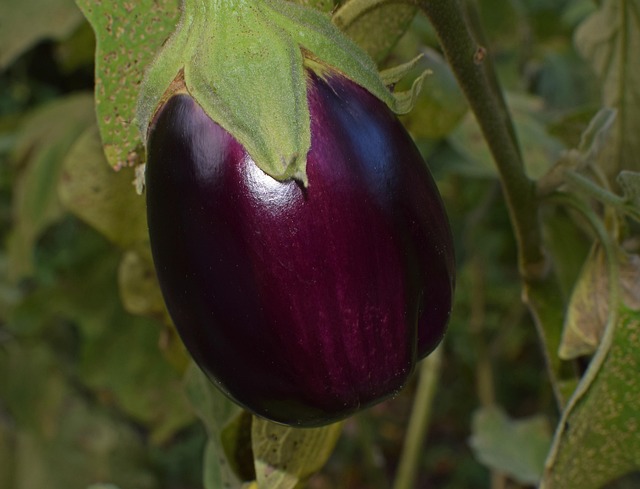 Zapečená melanzana